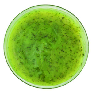 MARINE Chef AL AJILLO